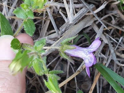 Campanula dichotoma, photographed by Mehdi Chetibi