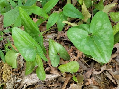 Asarum arifolium, photographed by Rebecca Gimenez Husted