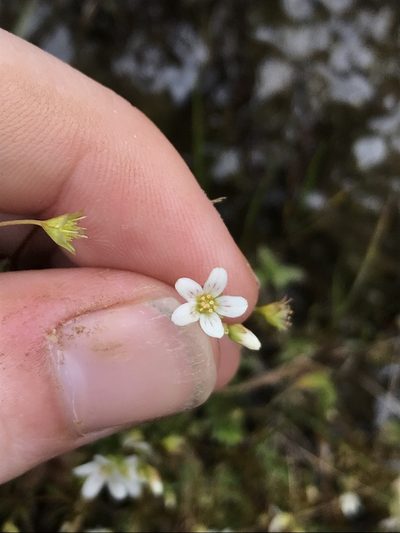 Cascadia nuttallii, photographed by Daniel Kennedy