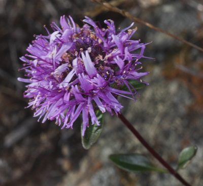 Monardella purpurea, photographed by Scott Loarie