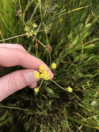 Lomatium bradshawii, photographed by Daniel Kennedy