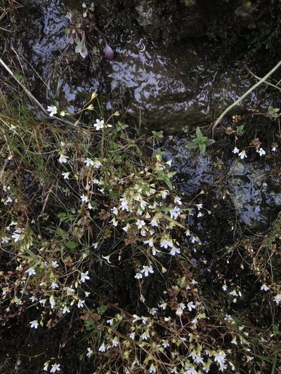 Cascadia nuttallii, photographed by Daniel Kennedy