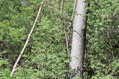 Juglans cinerea, photographed by Henry "Nick" Robertson