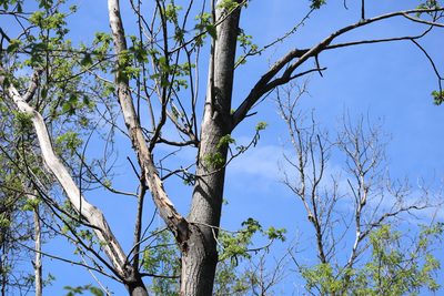 Juglans cinerea, photographed by Henry "Nick" Robertson