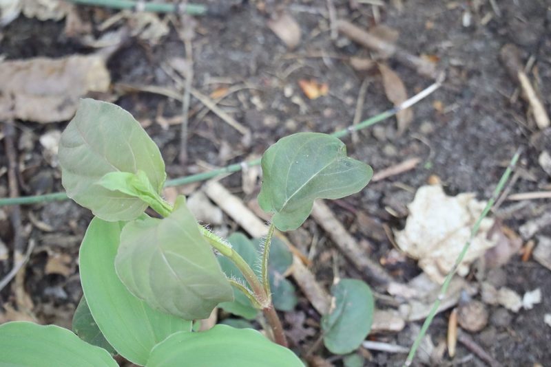 Lysimachia ciliata, photographed by Henry "Nick" Robertson