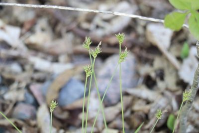 Carex peckii, photographed by Henry "Nick" Robertson