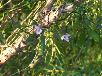 Solanum amygdalifolium, photographed by Leonel Roget