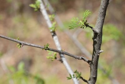 Zanthoxylum americanum, photographed by Henry "Nick" Robertson