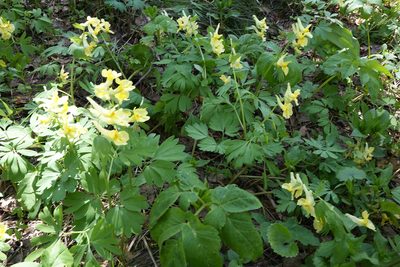Corydalis bracteata, photographed by Oleg Kosterin