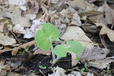 Asarum canadense, photographed by Henry "Nick" Robertson