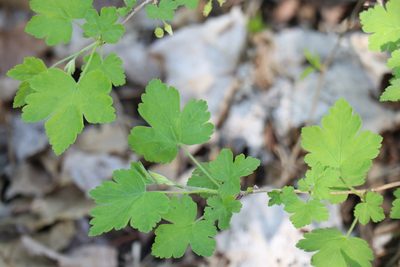 Ribes cynosbati, photographed by Henry "Nick" Robertson