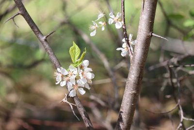 Prunus nigra, photographed by Henry "Nick" Robertson