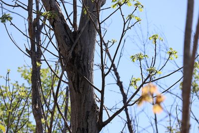 Juglans cinerea, photographed by Henry "Nick" Robertson