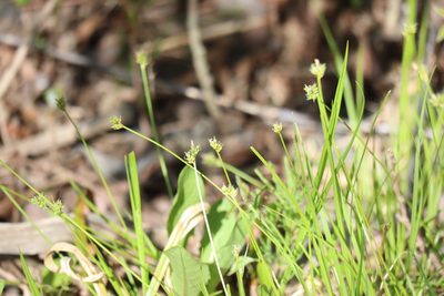 Carex peckii, photographed by Henry "Nick" Robertson