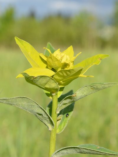 Euphorbia salicifolia, photographed by Dimitǎr Boevski