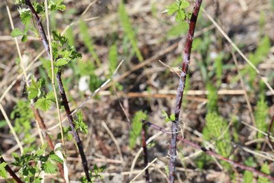 Rubus occidentalis, photographed by Henry "Nick" Robertson