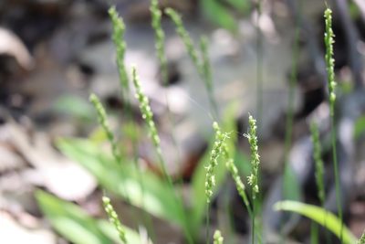 Oryzopsis asperifolia, photographed by Henry "Nick" Robertson