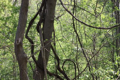 Vitis riparia, photographed by Henry "Nick" Robertson