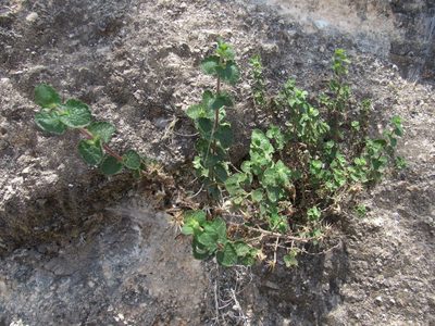 Brickellia veronicaefolia, photographed by Oscar Alejandro Morales Juárez