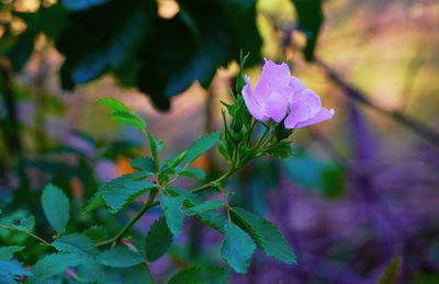 Rosa californica, photographed by Michael Warner