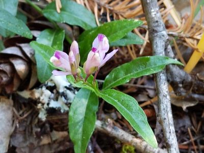Rhinotropis californica, photographed by Ken-ichi Ueda
