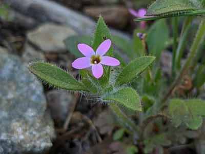 Collomia heterophylla, photographed by Ken-ichi Ueda