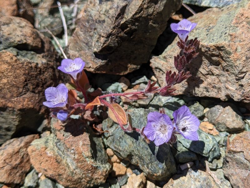 Phacelia divaricata, photographed by Ken-ichi Ueda