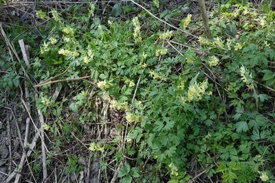 Corydalis bracteata, photographed by Oleg Kosterin