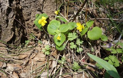 Viola uniflora, photographed by Oleg Kosterin