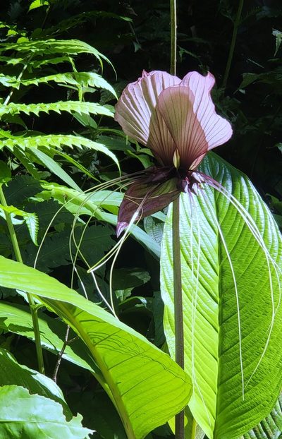 Tacca integrifolia, photographed by Cheongweei Gan