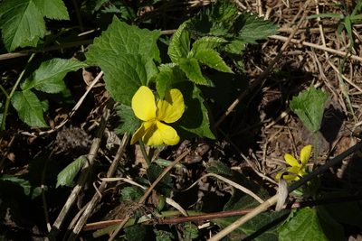 Viola uniflora, photographed by Oleg Kosterin