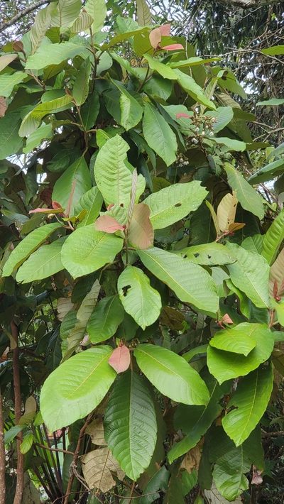 Saurauia malayana, photographed by Cheongweei Gan