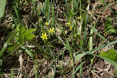 Gagea granulosa, photographed by Oleg Kosterin
