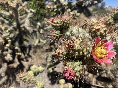 Cylindropuntia prolifera, photographed by Jess Mullins