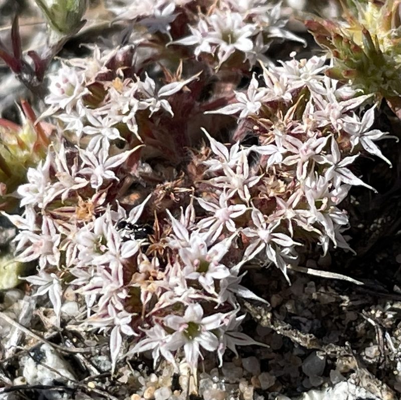Chorizanthe pungens, photographed by Henrik Kibak