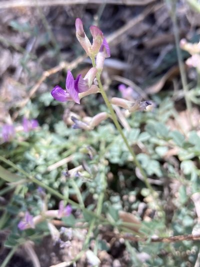 Astragalus nothoxys, photographed by er-birds
