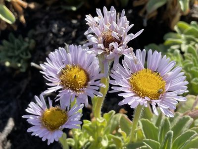 Erigeron glaucus, photographed by Henrik Kibak