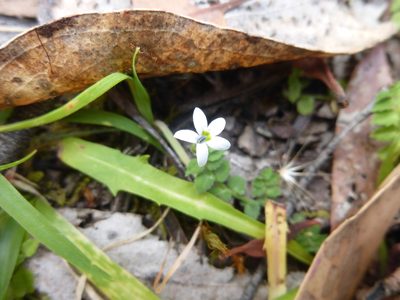 Lobelia pedunculata, photographed by Kiri Bee