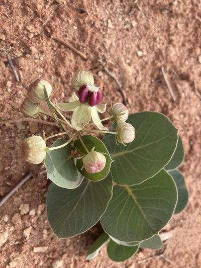 Asclepias cryptoceras, photographed by cromulo
