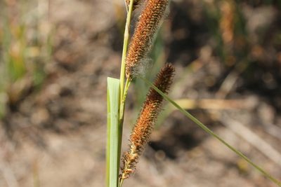 Carex spissa, photographed by Millie Basden