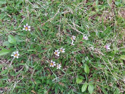 Sisyrinchium micranthum, photographed by 胡正恆(Jackson Hu)