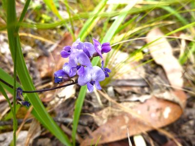 Glycine microphylla, photographed by Kiri Bee