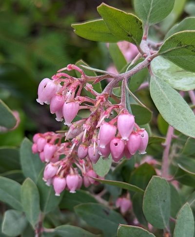 Arctostaphylos canescens, photographed by Logan J.L. Bradley