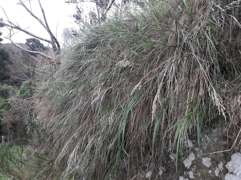 Poa anceps, photographed by naturewatchwidow