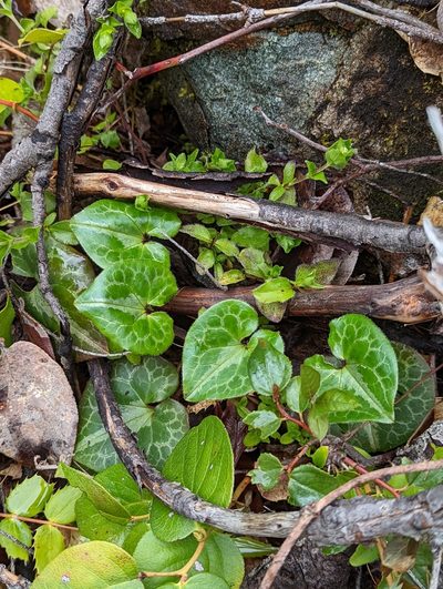 Asarum marmoratum, photographed by Logan J.L. Bradley