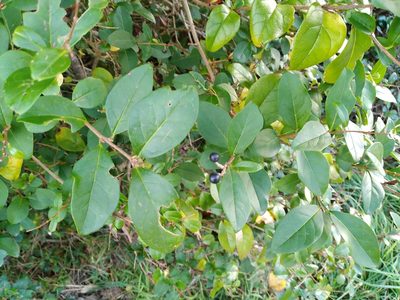 Ligustrum ovalifolium, photographed by Leon Perrie