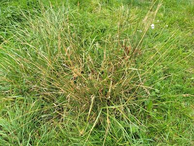 Juncus australis