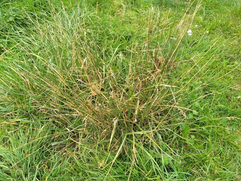 Juncus australis, photographed by Leon Perrie