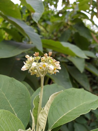 Solanum hazenii, photographed by Adam Pitcher