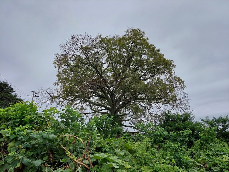 Ceiba trischistandra, photographed by Adam Pitcher